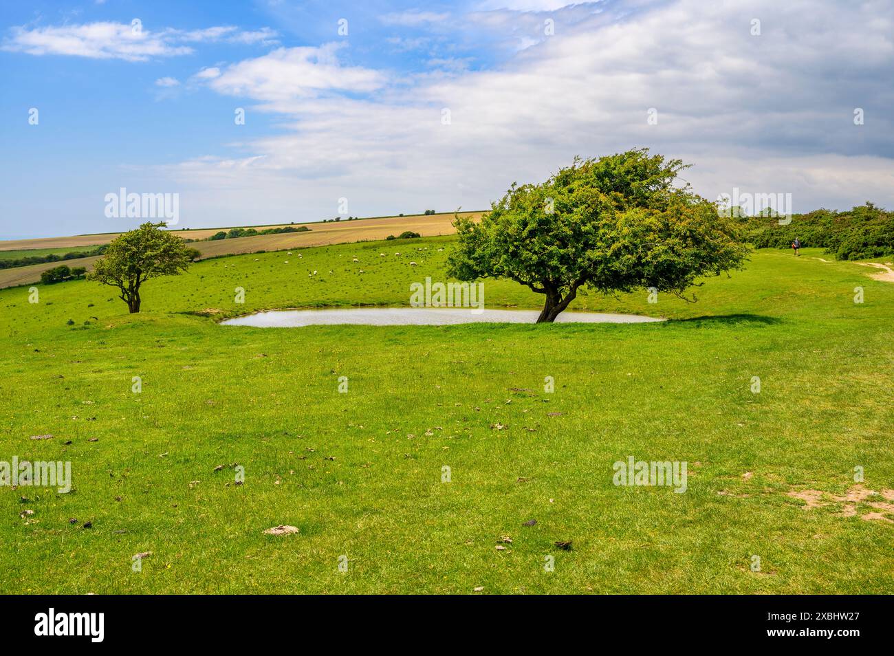 Deux arbres isolés sont assis au bord d'un étang de rosée sur South Downs Way dans le parc national entre Clayton et Ditchling Beacon dans le Sussex, en Angleterre. Banque D'Images