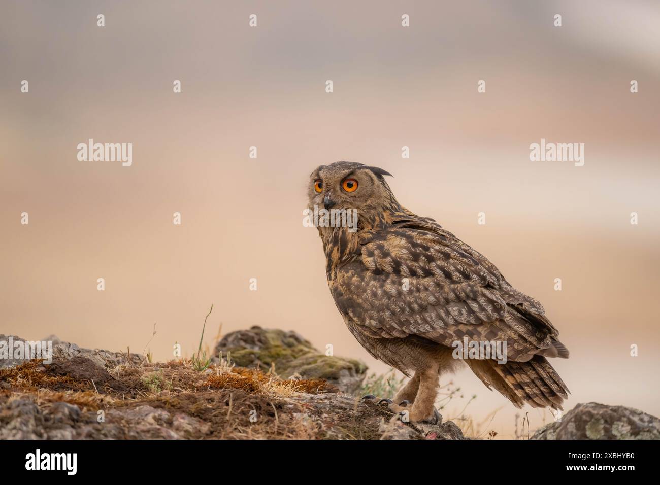 Un hibou aigle chassant dans un coucher de soleil dans le nord de l'Estrémadure. Banque D'Images