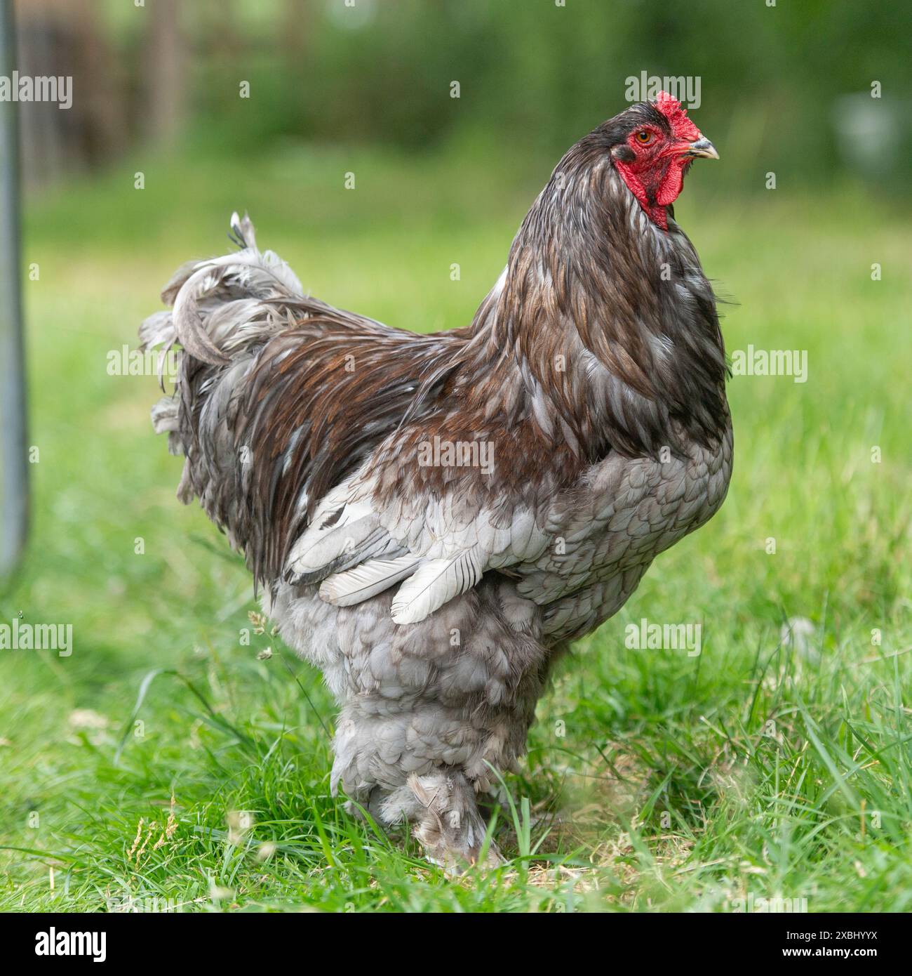 Bleu Brahma grand coq volaille Banque D'Images