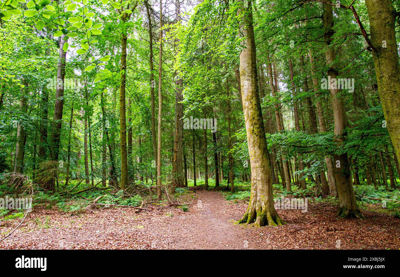 À Templeton Woods, il y a des sentiers naturels sinueux, des arbres au feuillage vert vibrant, des plantes et des paysages à couper le souffle à Dundee, en Écosse Banque D'Images