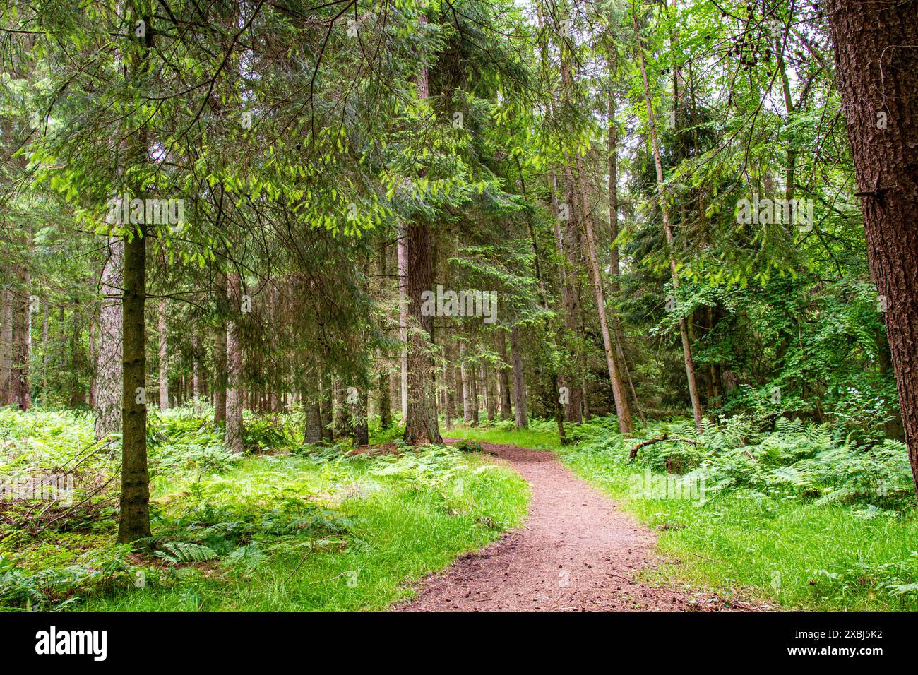 À Templeton Woods, il y a des sentiers naturels sinueux, des arbres au feuillage vert vibrant, des plantes et des paysages à couper le souffle à Dundee, en Écosse Banque D'Images