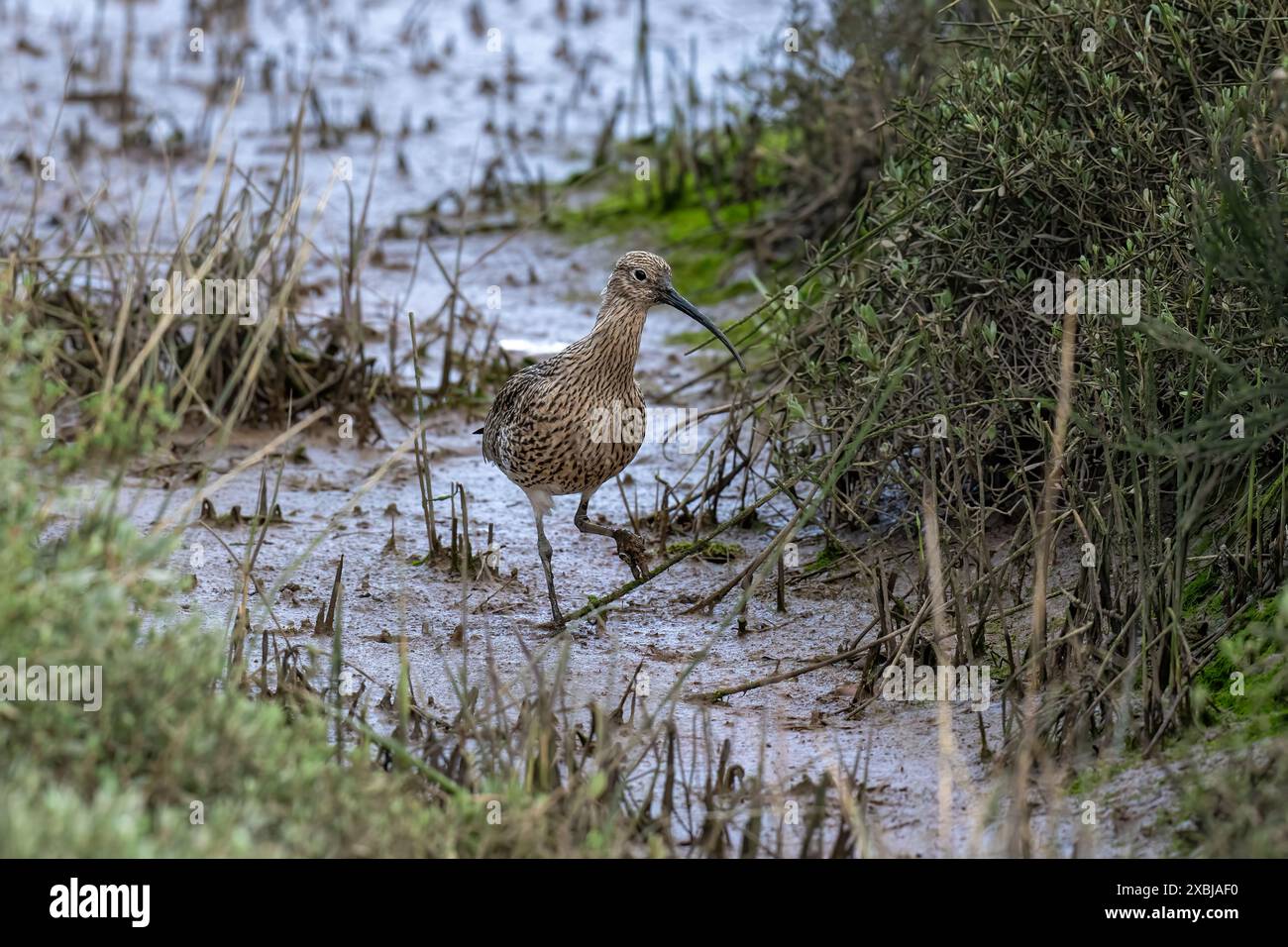 Curlew- Numenius-arquata. Banque D'Images