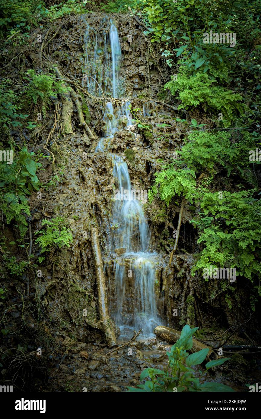 Une petite cascade descend en cascade sur une pente rocheuse, entourée de végétation verdoyante. Banque D'Images