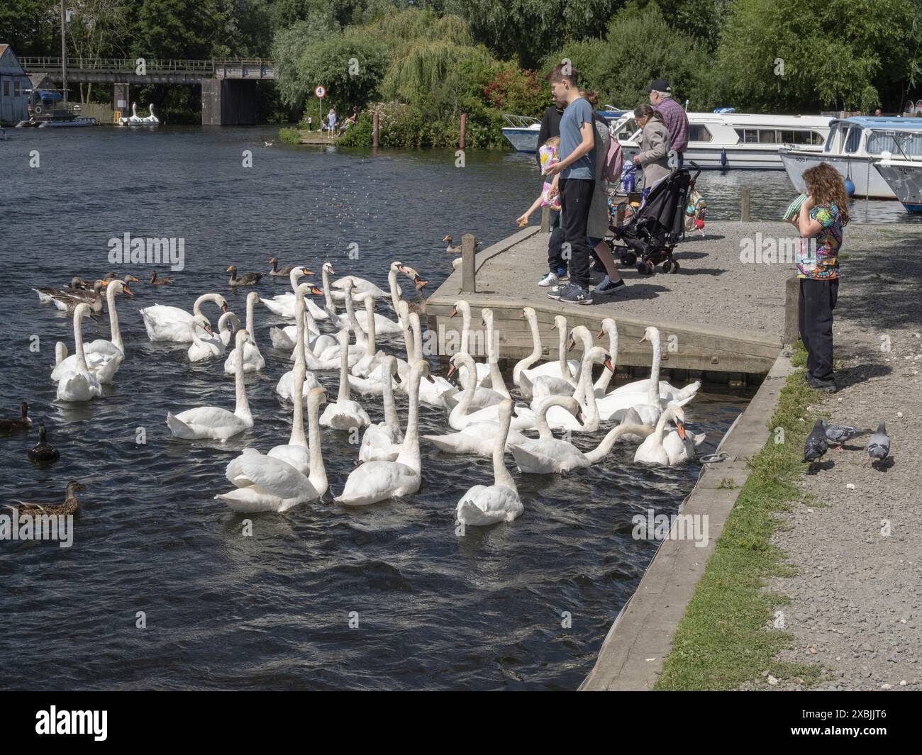 Nourrir les cygnes sur la rivière Wensum à Wroxham Norfolk Banque D'Images