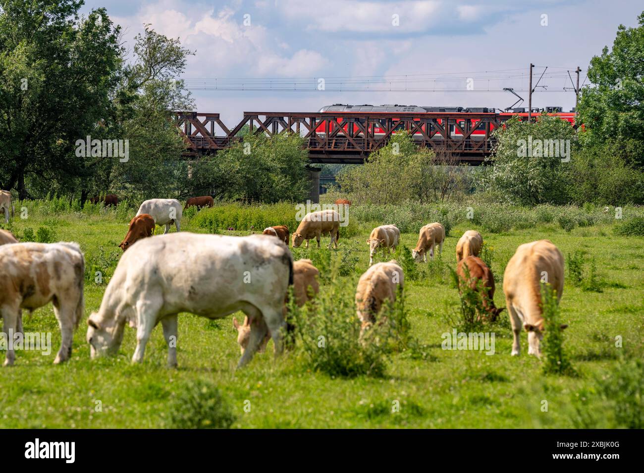 Viehherde, Milchkühe, grasen in den Styrumer Ruhrauen, hinten Eisenbahnbrücke über die Auenlandschaft, Mülheim an der Ruhr, NRW, Deutschland, Viehherde *** troupeau de bovins, vaches laitières, pâturage dans le Styrumer Ruhrauen, derrière le pont de chemin de fer sur le paysage de prairie, Mülheim an der Ruhr, NRW, Allemagne, troupeau de bovins Banque D'Images