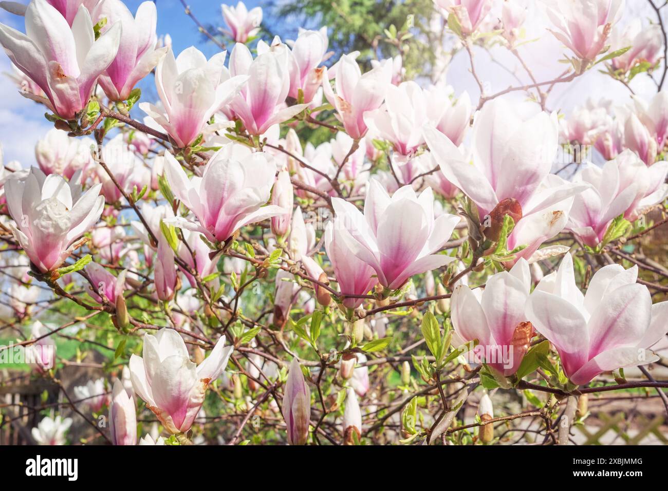 Gros plan photo de magnolia soulangeana fleurissant, mise au point sélective. Banque D'Images