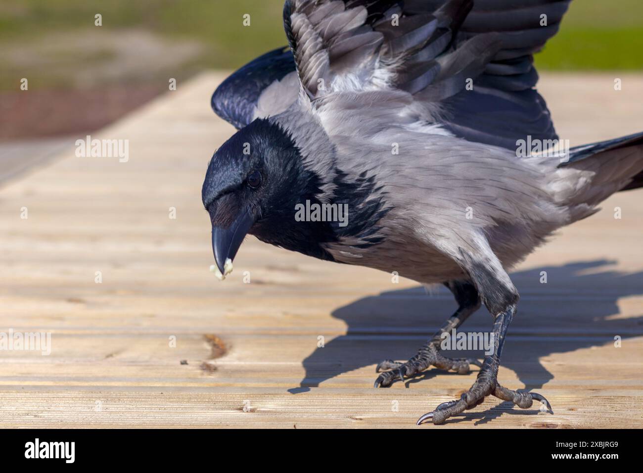 corbeau gris avec un morceau de pain dans son bec Banque D'Images