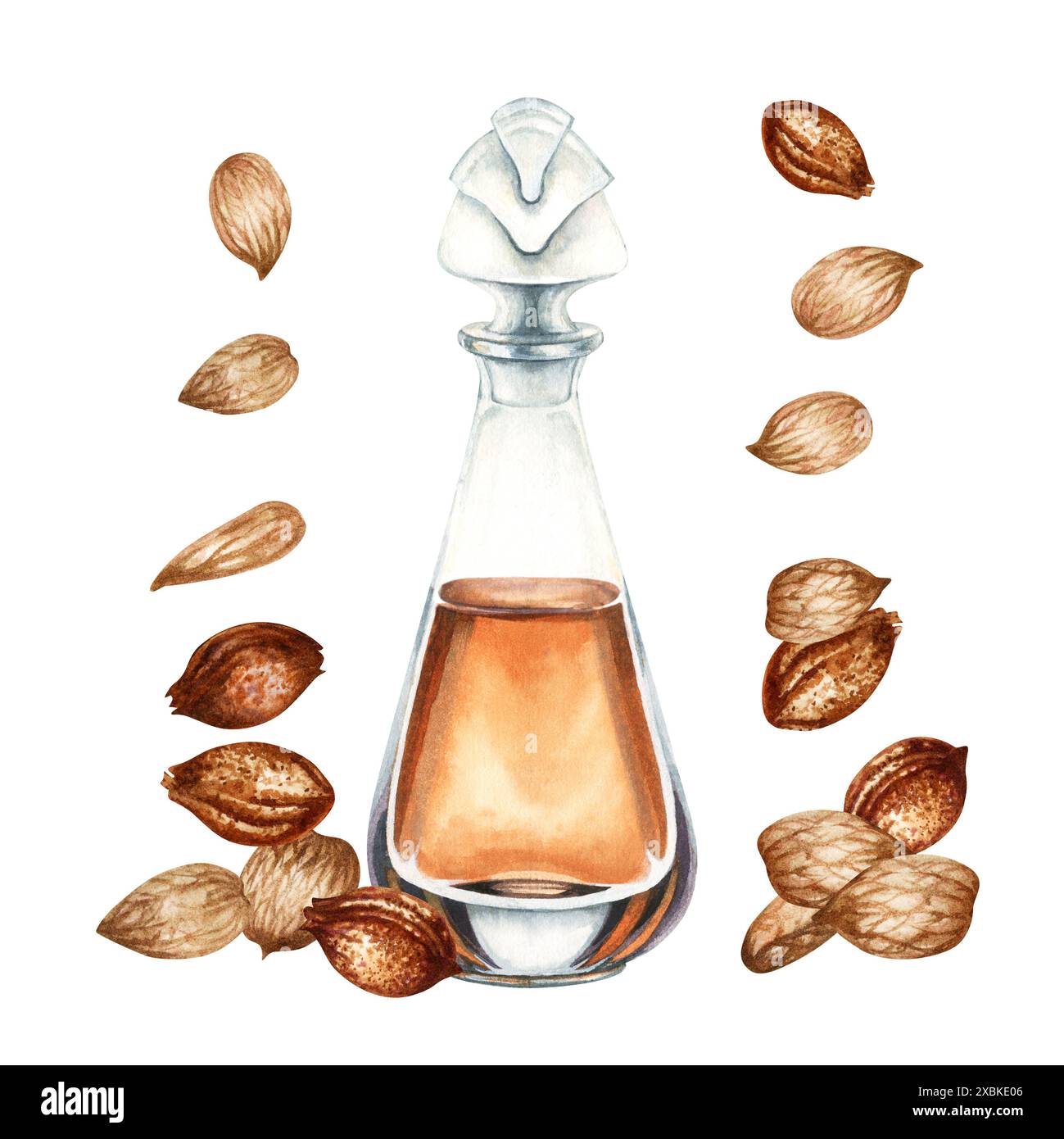 Huile de parfum dans une bouteille transparente et noyaux d'abricot, graines. Illustration aquarelle pour modèles de conception pour étiquettes, bannières, invitations, wallp Banque D'Images