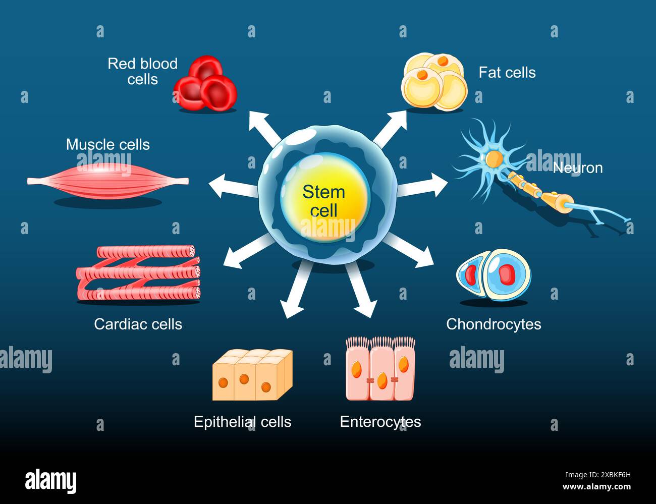Les cellules souches peuvent devenir n'importe quel tissu dans le corps. Différenciation des cellules souches. Illustration vectorielle plate isométrique Illustration de Vecteur