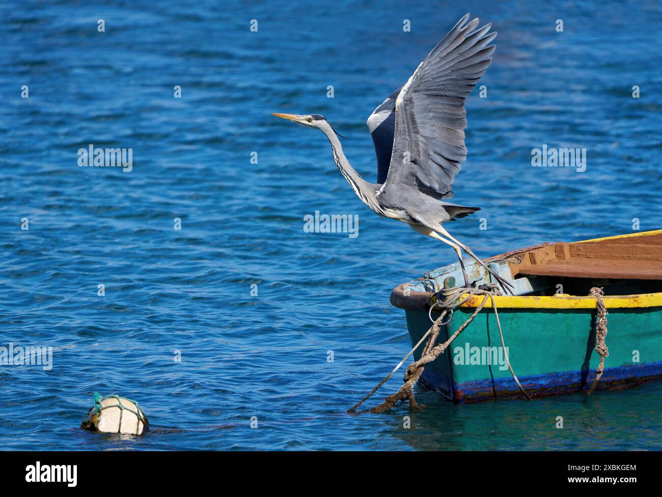 Gray Heron (Ardea cinerea) décollant d'un bateau amarré en eau bleue Banque D'Images