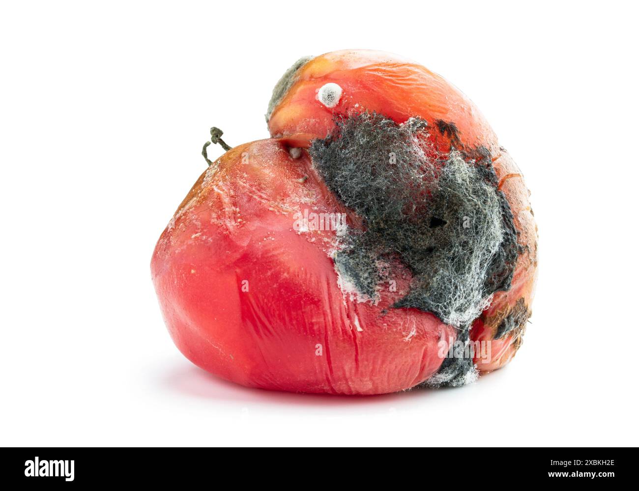 Rotten grosse tomate isolé sur fond blanc Banque D'Images
