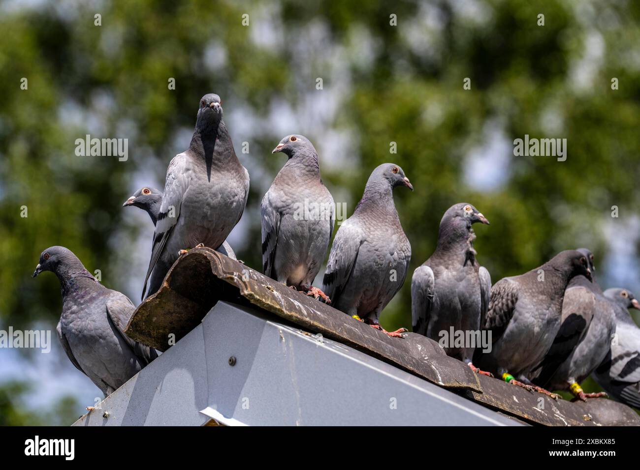 Pigeons porteurs, sur un pigeonnier, pigeonnier, Mülheim, NRW, Allemagne, Banque D'Images