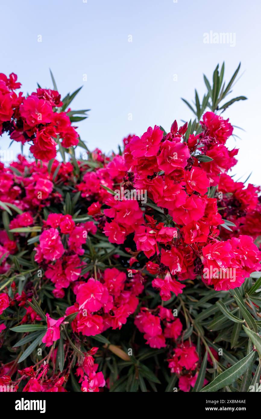Spectaculaire Oleander rose avec fond blanc Banque D'Images