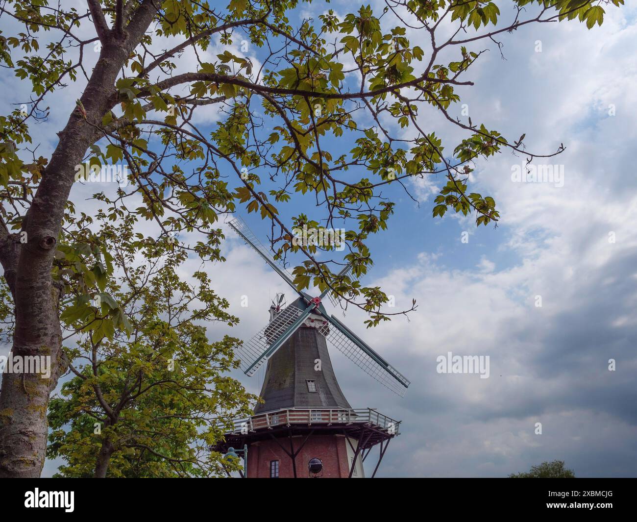 Moulin à vent historique encadré par un arbre aux feuilles vertes devant un ciel nuageux, greetsiel, frise orientale, allemagne Banque D'Images