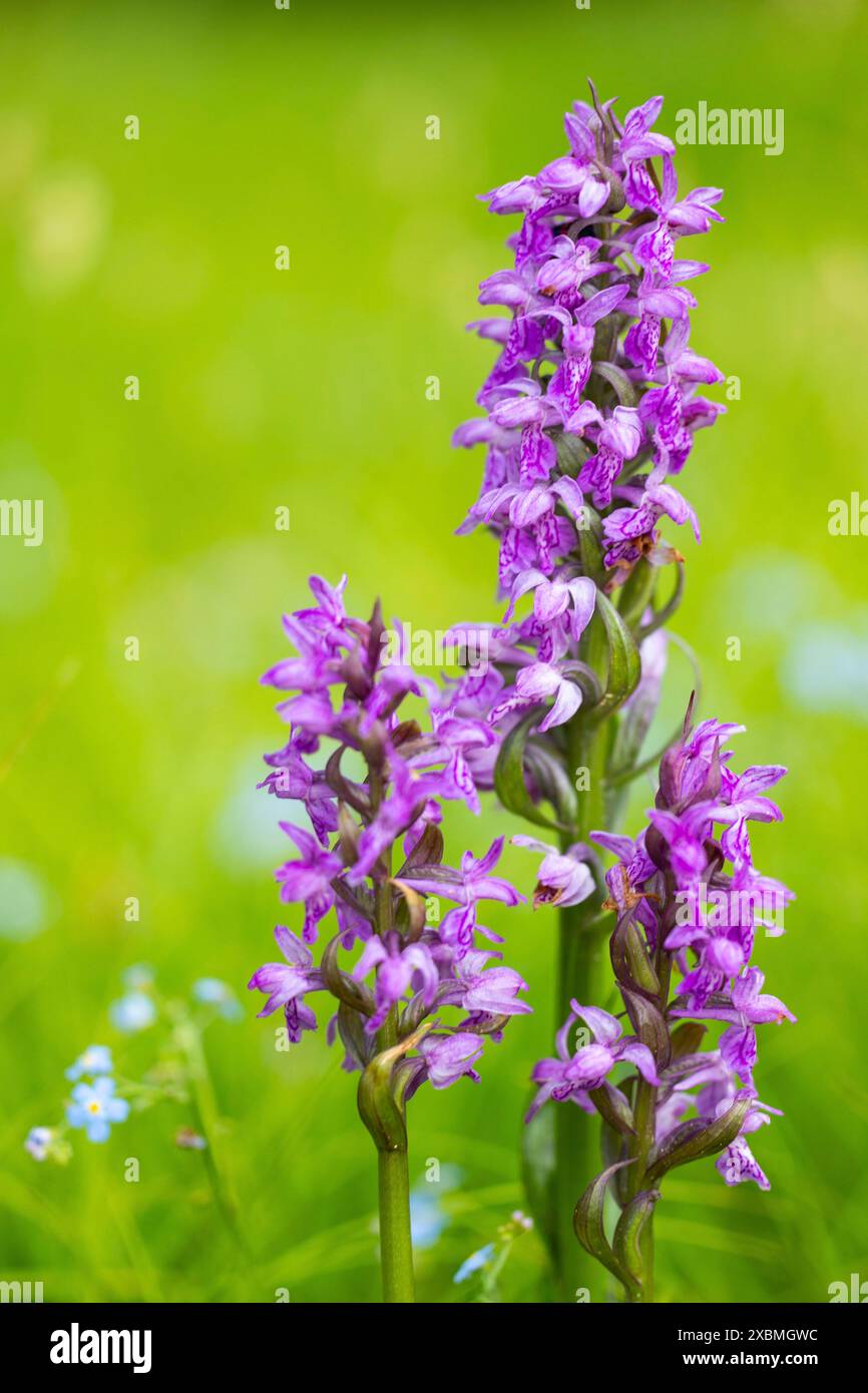 Orchidée à feuilles larges (Dactylorhiza majalis), famille des orchidées (Orchidaceae), prairie humide, Pfullendorf, Linzgau, Bade-Wuertemberg, Allemagne Banque D'Images