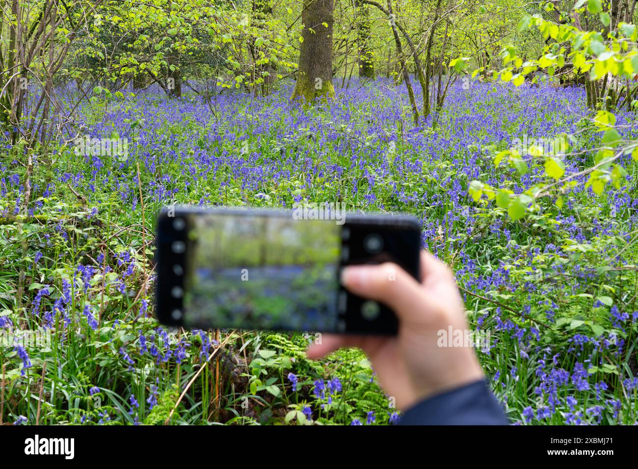 Femme prenant une photo smartphone de fleurs de bluebell dans un bois de bluebell sur la promenade Ellisfield et Moundsmere, Hampshire, Royaume-Uni. Les fleurs sont mises au point Banque D'Images