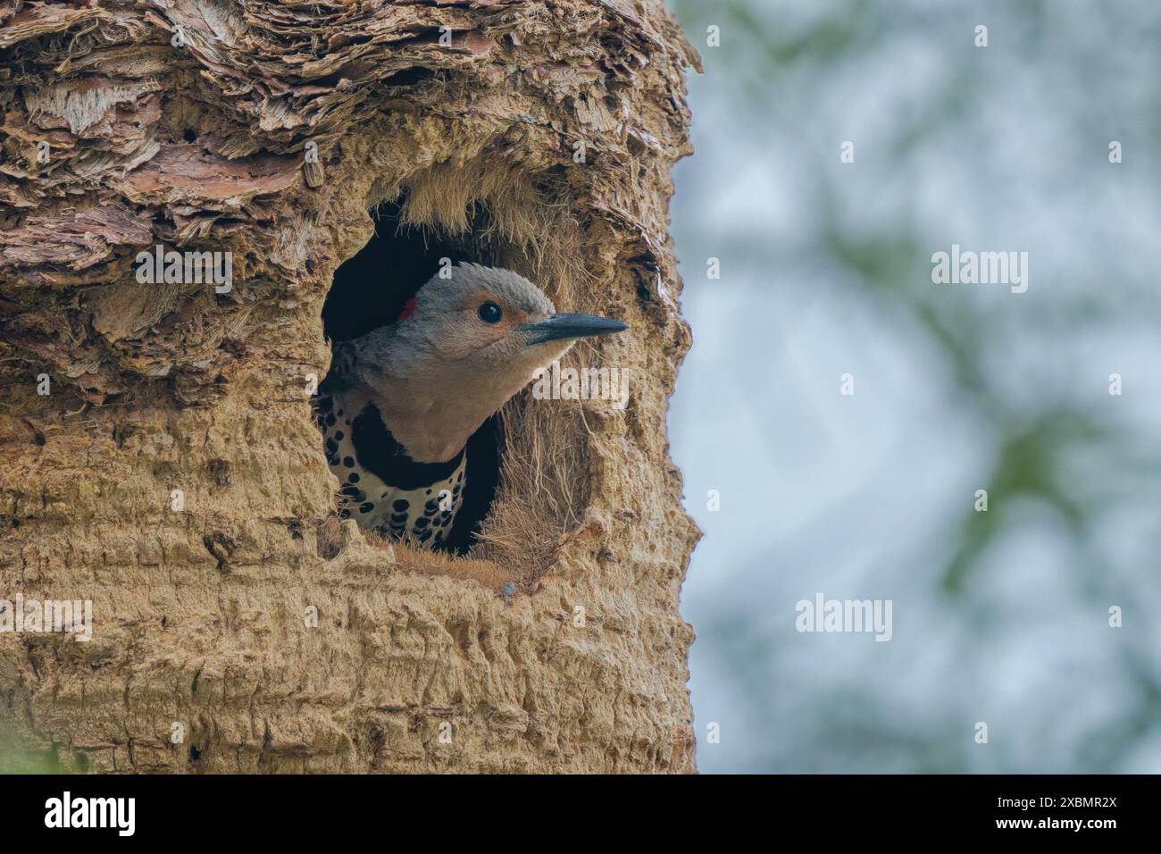 Northern Flicker Woodpecker dans son nid Banque D'Images