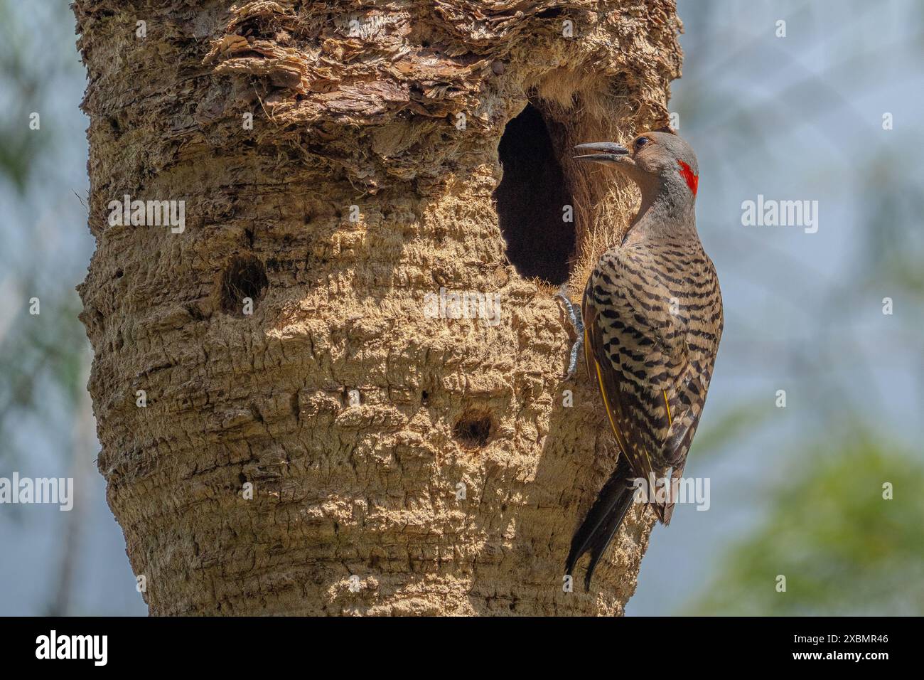 Northern Flicker Woodpecker entrant dans son nid Banque D'Images