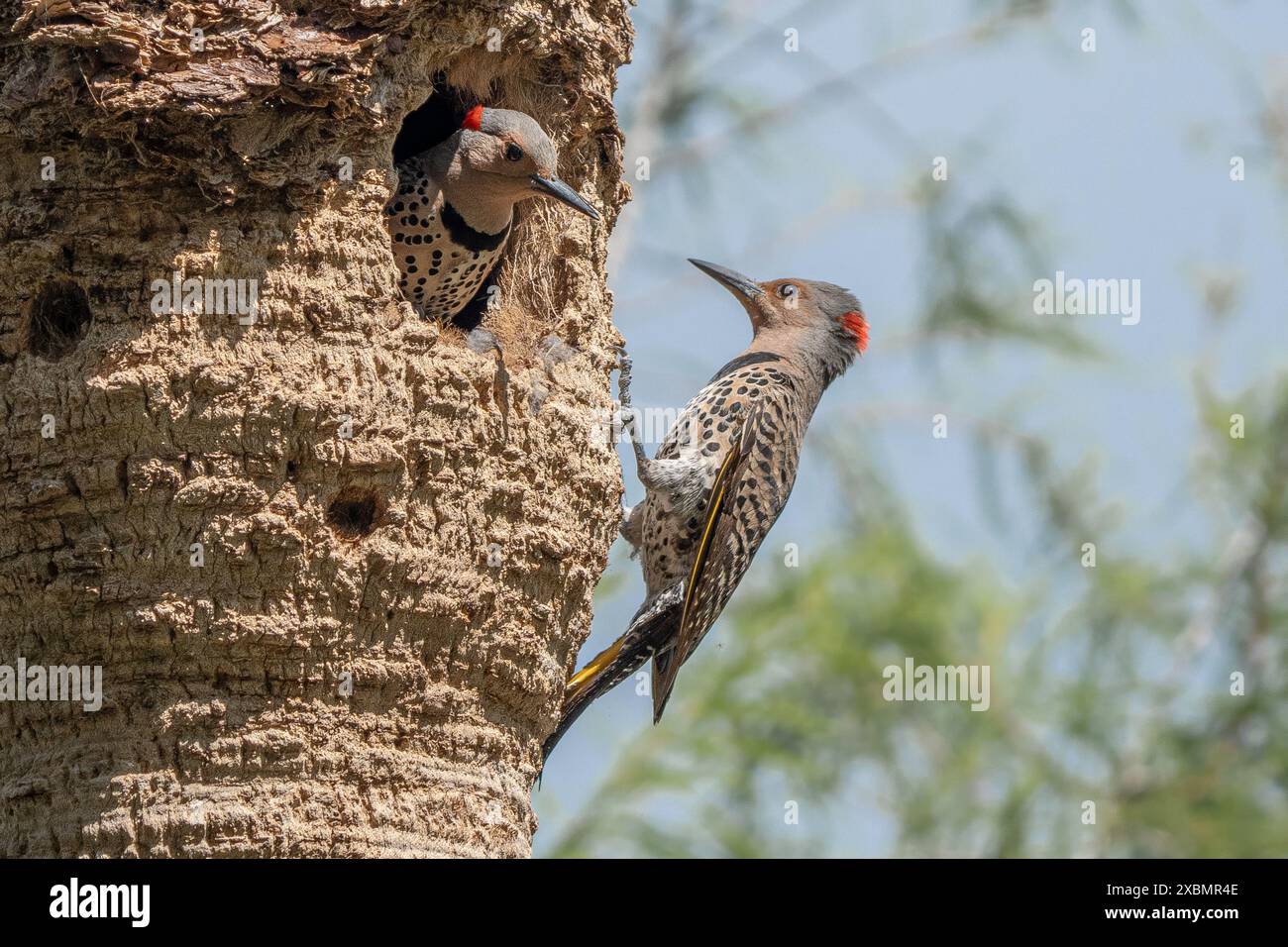 Scintillement nordique paire de pics de bois nidification Banque D'Images