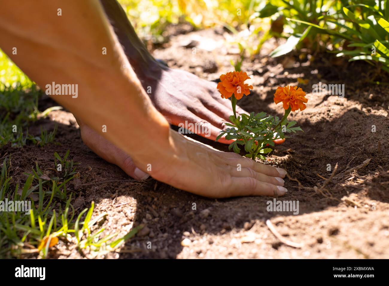 Couple diversifié plantant des fleurs ensemble dans le jardin sous la lumière du soleil Banque D'Images