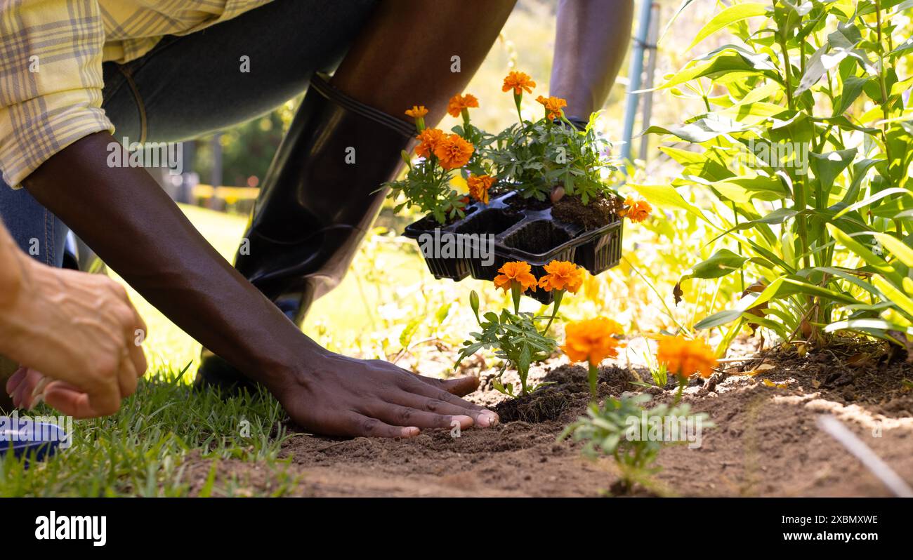 Jardinage de couple diversifié ensemble, plantation de fleurs orangées vibrantes dans le sol Banque D'Images