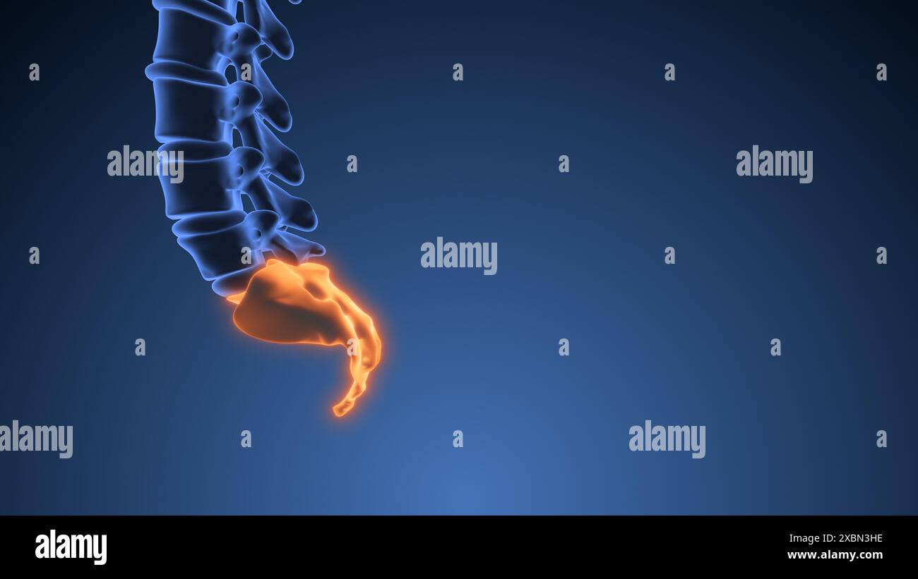 animation médicale coccyx ou sacrum Banque D'Images
