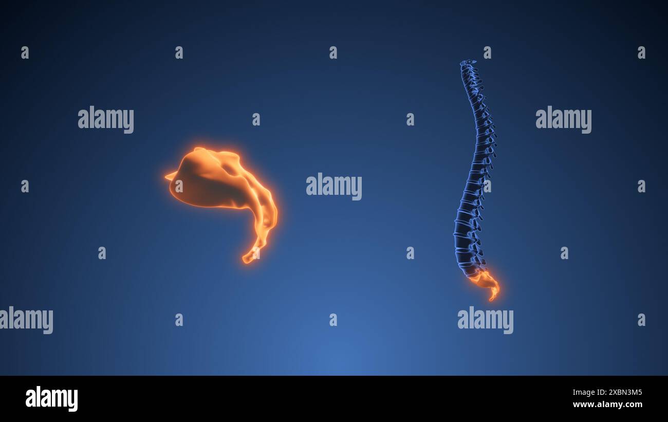 Animation médicale du coccyx ou sacrum Banque D'Images