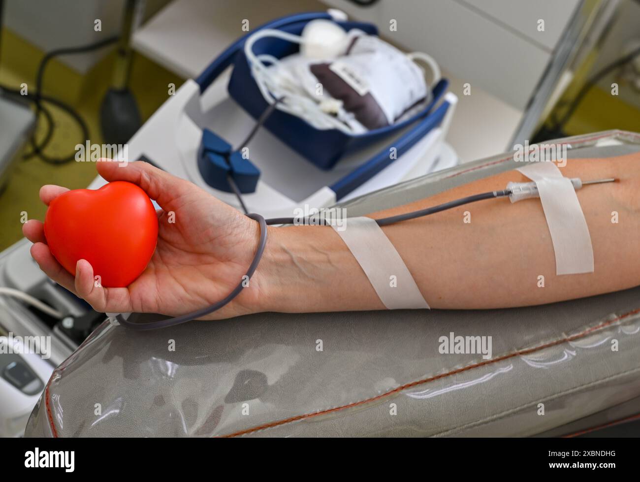 12 juin 2024, Brandenburg, Cottbus : une femme fait don de sang au DRK Blood Donor Service North-East. La Journée mondiale du don de sang est célébrée le 14 juin. Karl Landsteiner, le découvreur des groupes sanguins, est né le 14 juin 1868. Chaque année, lors de la Journée mondiale du don de sang, les services de don de sang de la Croix-Rouge allemande font la promotion active de la campagne #MissingType. L'objectif est d'attirer l'attention sur le don de sang et son importance pour la société. Ce jour-là, les lettres A, B et O, qui représentent les quatre principaux groupes sanguins A, AB, B et 0, sont absentes de nombreux noms et logos célèbres. Fidèle à la devise : 'C'est o Banque D'Images
