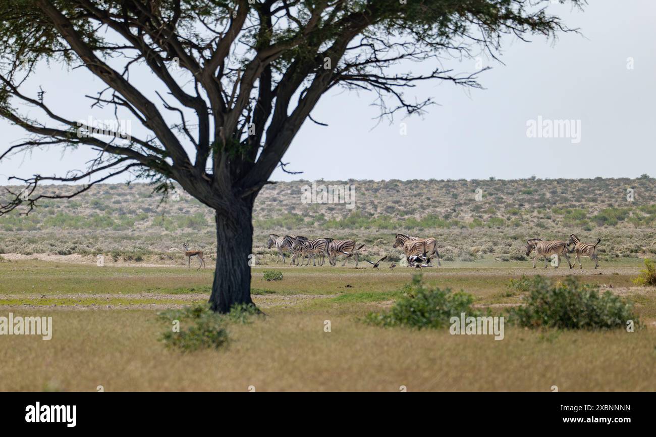 Faune dans le parc national d'Etosha en Namibie, girafes, springboks, gnous, zèbres Banque D'Images