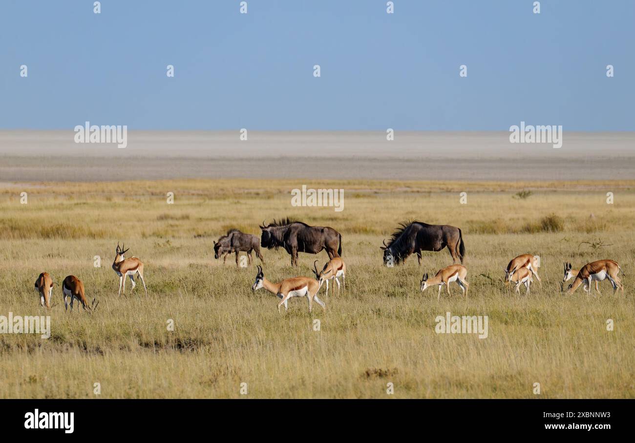 Faune dans le parc national d'Etosha en Namibie, girafes, springboks, gnous, zèbres Banque D'Images