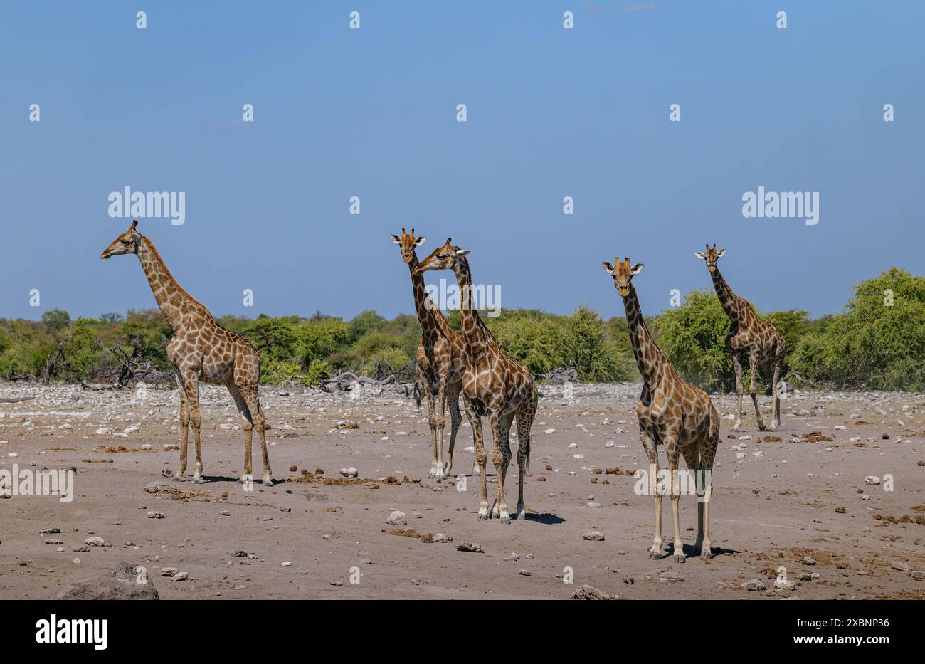 La girafe angolaise (Giraffa angolensis ou Giraffa camelopardalis angolensis ou Giraffa giraffa angolensis), également connue sous le nom de girafe namibienne Banque D'Images