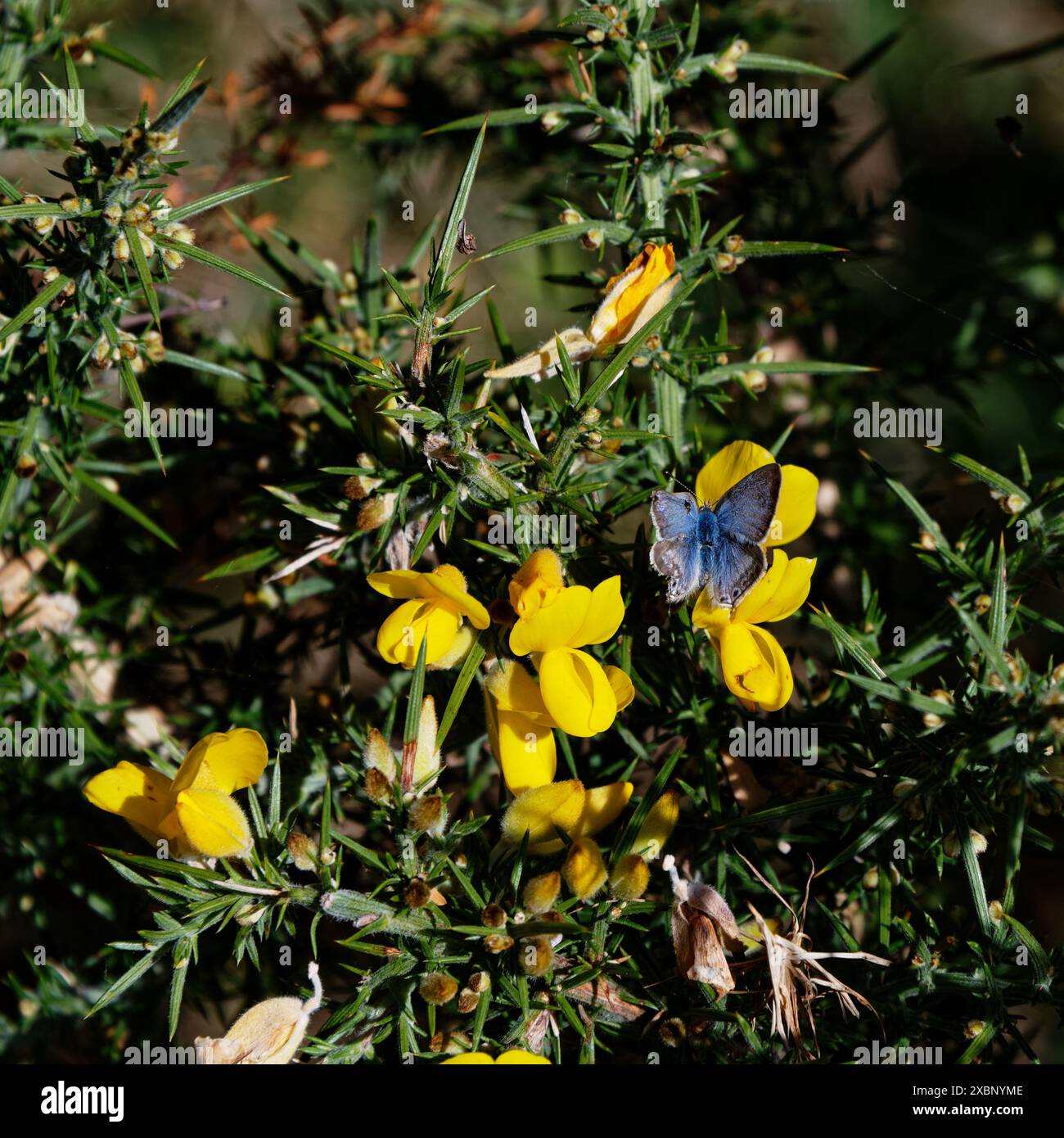 Bleu pois, Lampides boeticus, papillon sur fleur jaune gorse Banque D'Images