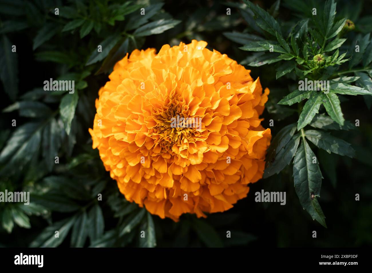 Les soucis sont des fleurs colorées et adaptables qui apportent beauté et utilité aux jardins et aux maisons. Marigold est la fleur la plus commune en Asie Banque D'Images