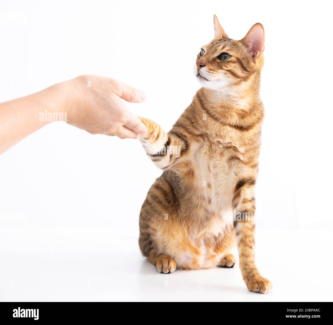 faire des mains avec des personnes sur la table Banque D'Images