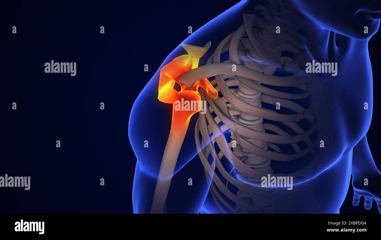 Anatomie traitement de l'articulation de l'épaule humaine Banque D'Images