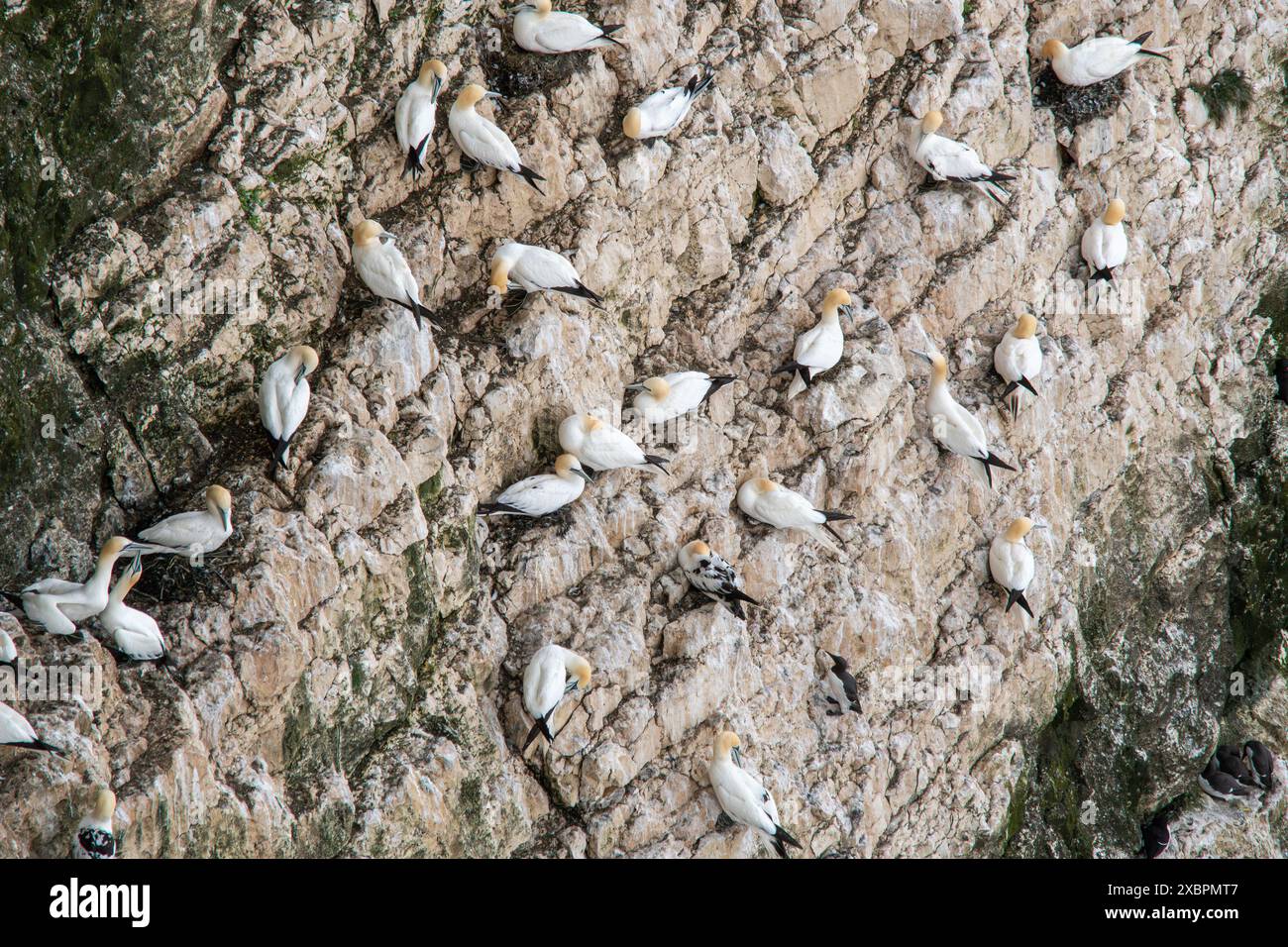 Gannets (Morus bassanus), nidifiant des oiseaux de mer sur les falaises de Bempton, East Yorkshire, Angleterre, Royaume-Uni, en juin Banque D'Images