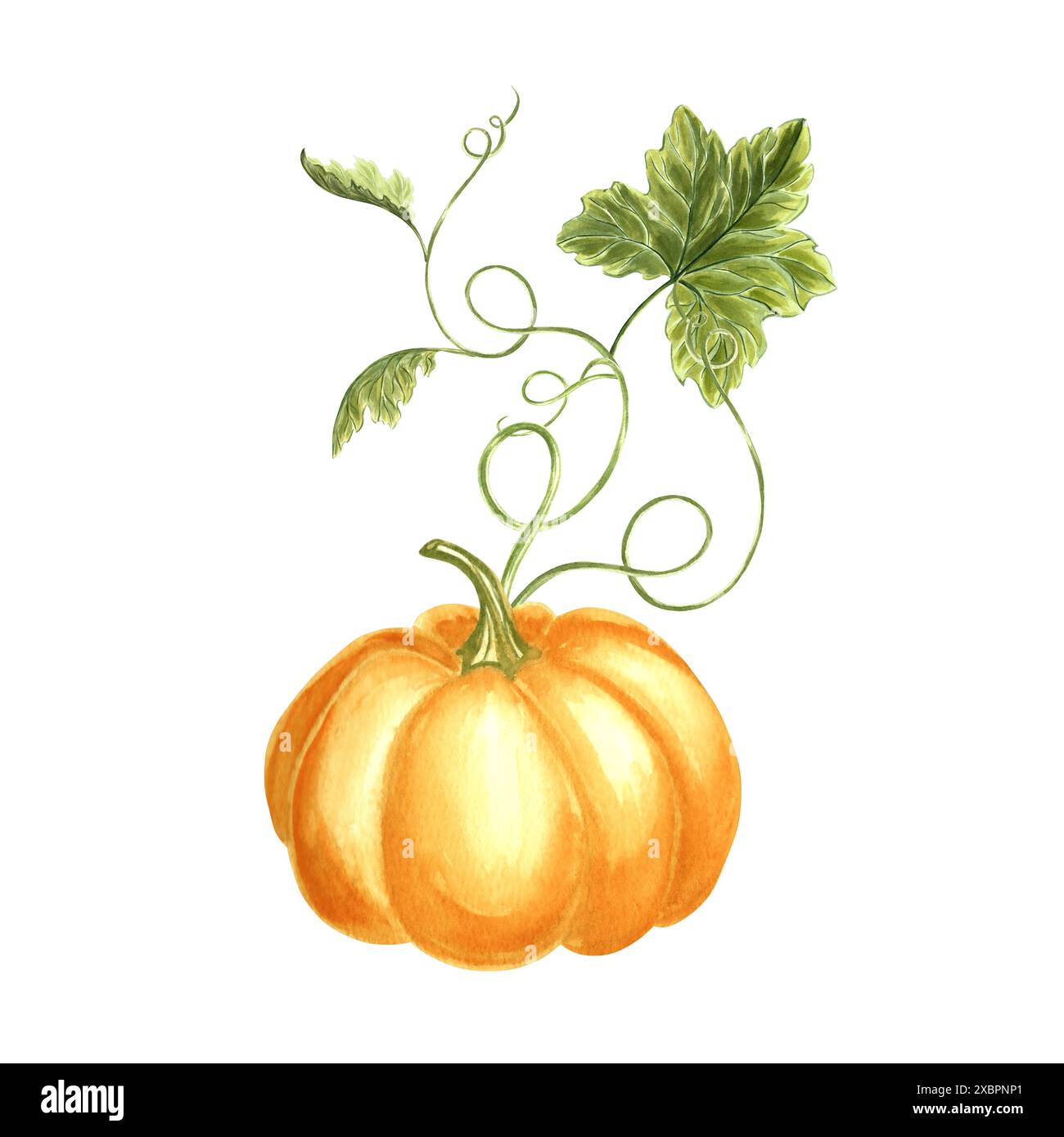 Jaune citrouille avec des feuilles et des vrilles bouclées. Illustration d'aquarelle dessinée à la main, isolée. Légumes traditionnels d'automne de Thanksgiving. Modèle pour Banque D'Images