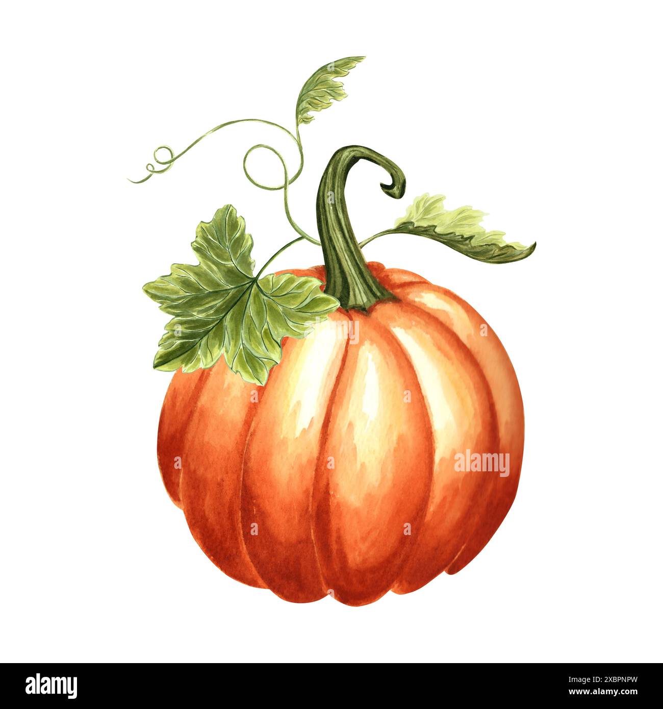 Orange citrouille avec des feuilles et des vrilles bouclées. Illustration d'aquarelle dessinée à la main, isolée. Légumes traditionnels d'automne de Thanksgiving. Modèle pour Banque D'Images