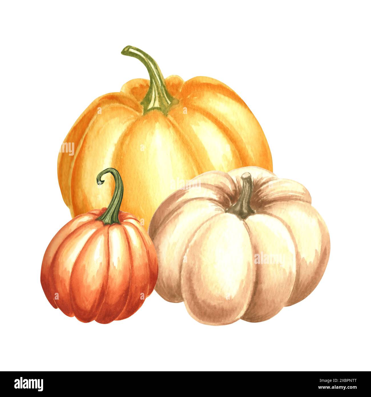 Composition orange, jaune et blanche de citrouilles. Illustration d'aquarelle dessinée à la main, isolée. Légumes d'automne traditionnels de Thanksgiving. Modèle pour Banque D'Images