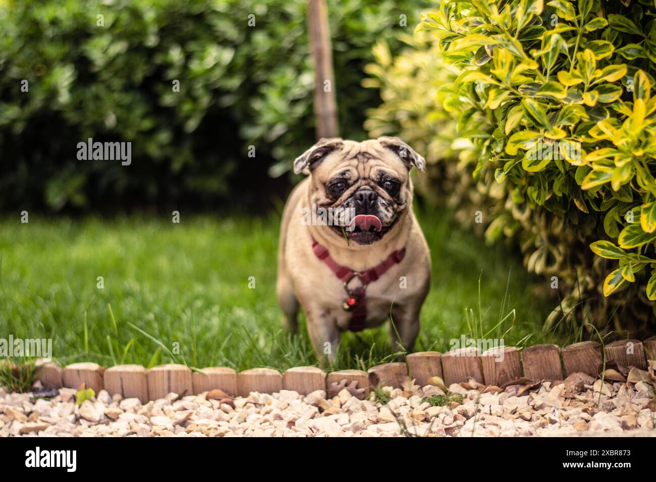mes chiens jouent Banque D'Images