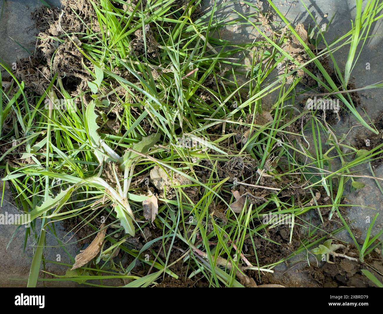 Mauvaises herbes du jardin enlevées et entassées. Banque D'Images