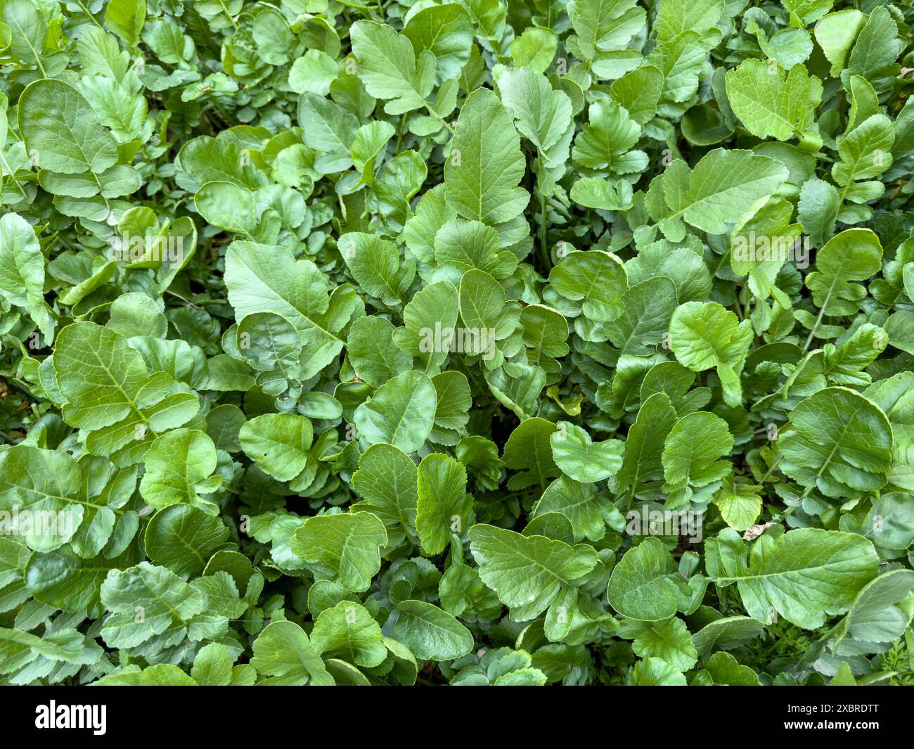 Radis blanc prospérant sur une ferme biologique. Un aperçu des champs agricoles. Banque D'Images