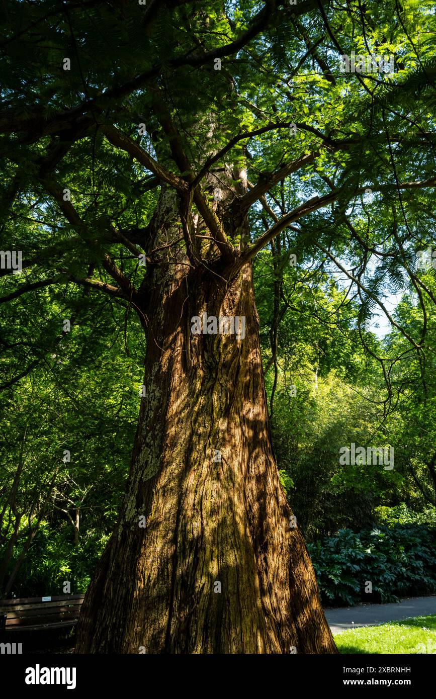Le Metasequoia glyptostroboides, en voie de disparition, est un séquoia qui pousse dans les jardins de Trenance à Newquay en Cornouailles au Royaume-Uni. Banque D'Images