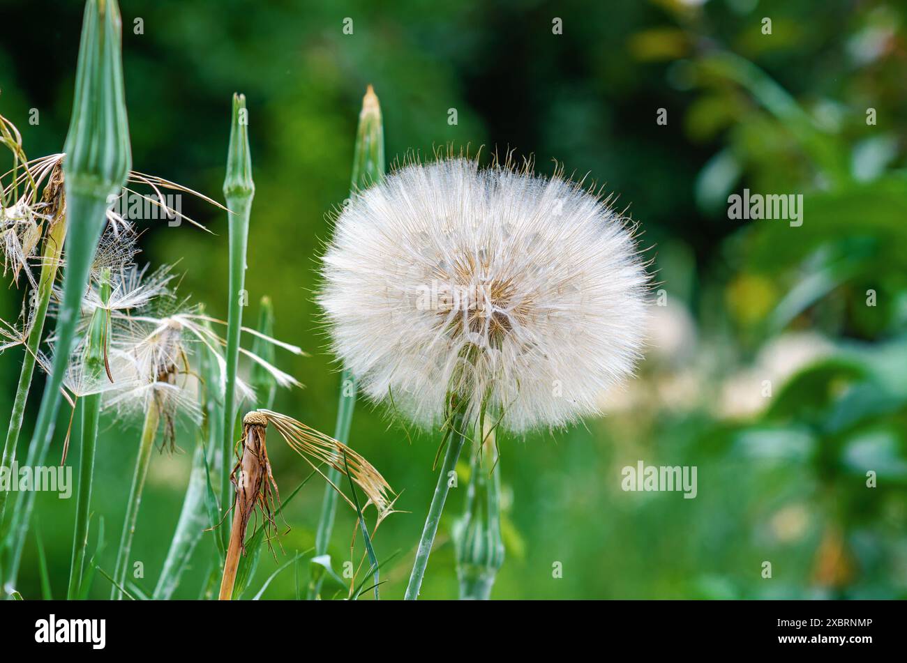 Grande boule de Tragopogon dubius sur une pelouse sur un fond vert Banque D'Images