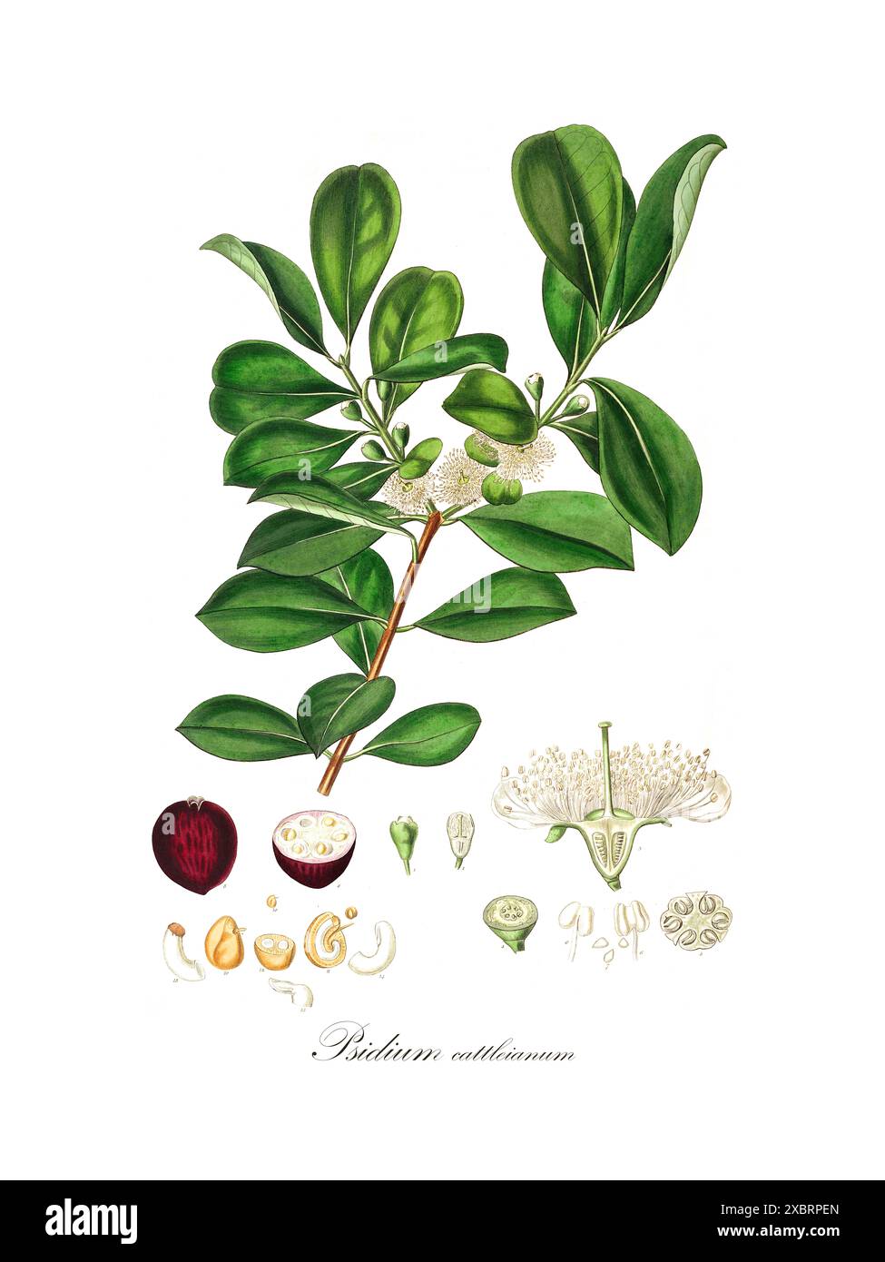 Illustration botanique vintage colorée de Psidium cattleyanum (goyave Cattley) par John Lindley, XIXe siècle Banque D'Images