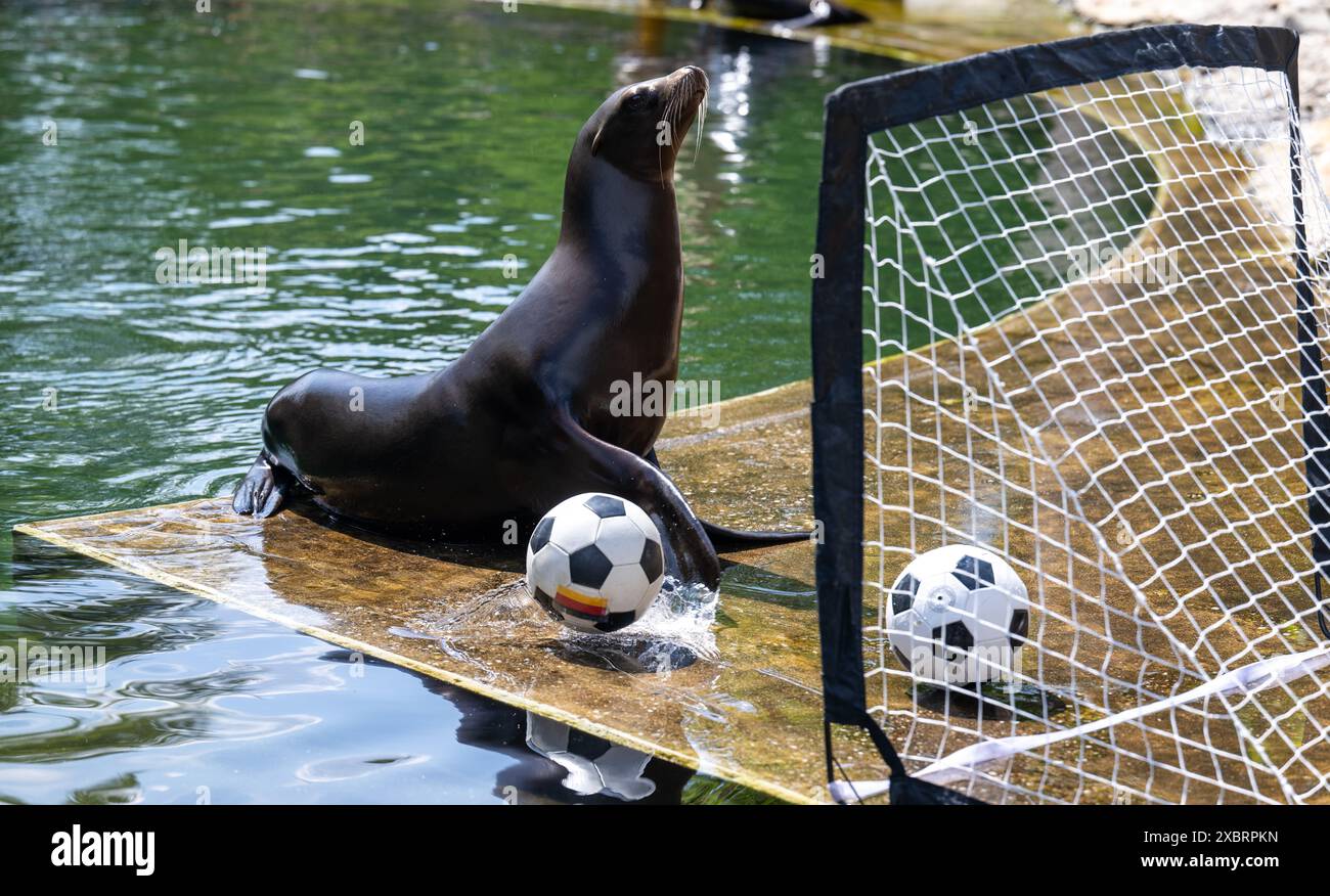 Leipzig, Allemagne. 13 juin 2024. La lionne de mer Hilla du zoo de Leipzig vise un but avec des balles marquées écossaises et allemandes. Si Hilla du zoo de Leipzig réussit, l'Allemagne et l'Écosse joueront un match nul au début du Championnat d'Europe de football vendredi. La lionne californienne de cinq ans a donné l'avantage aux Écossais jeudi en tant qu'oracle, et un peu plus tard elle a marqué l'égaliseur pour l'équipe allemande. Crédit : Hendrik Schmidt/dpa/Alamy Live News Banque D'Images