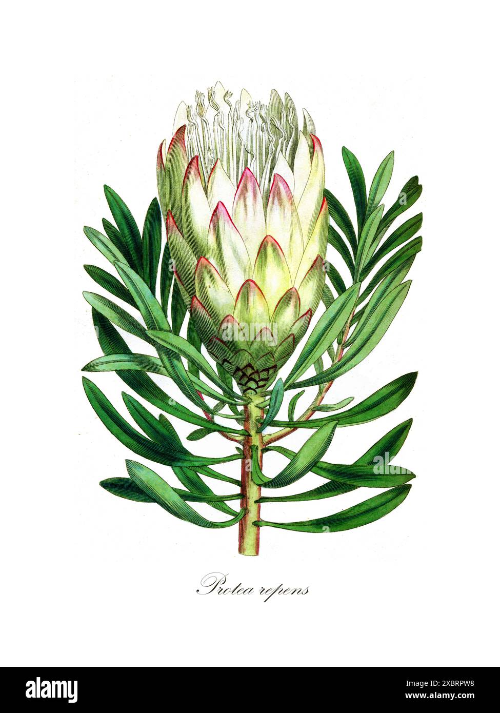 Illustration botanique vintage colorée de la plante blanche Protea repens (commune sugarbush) par William Curtis de The Botanical Magazine, volume 10, 1796 Banque D'Images