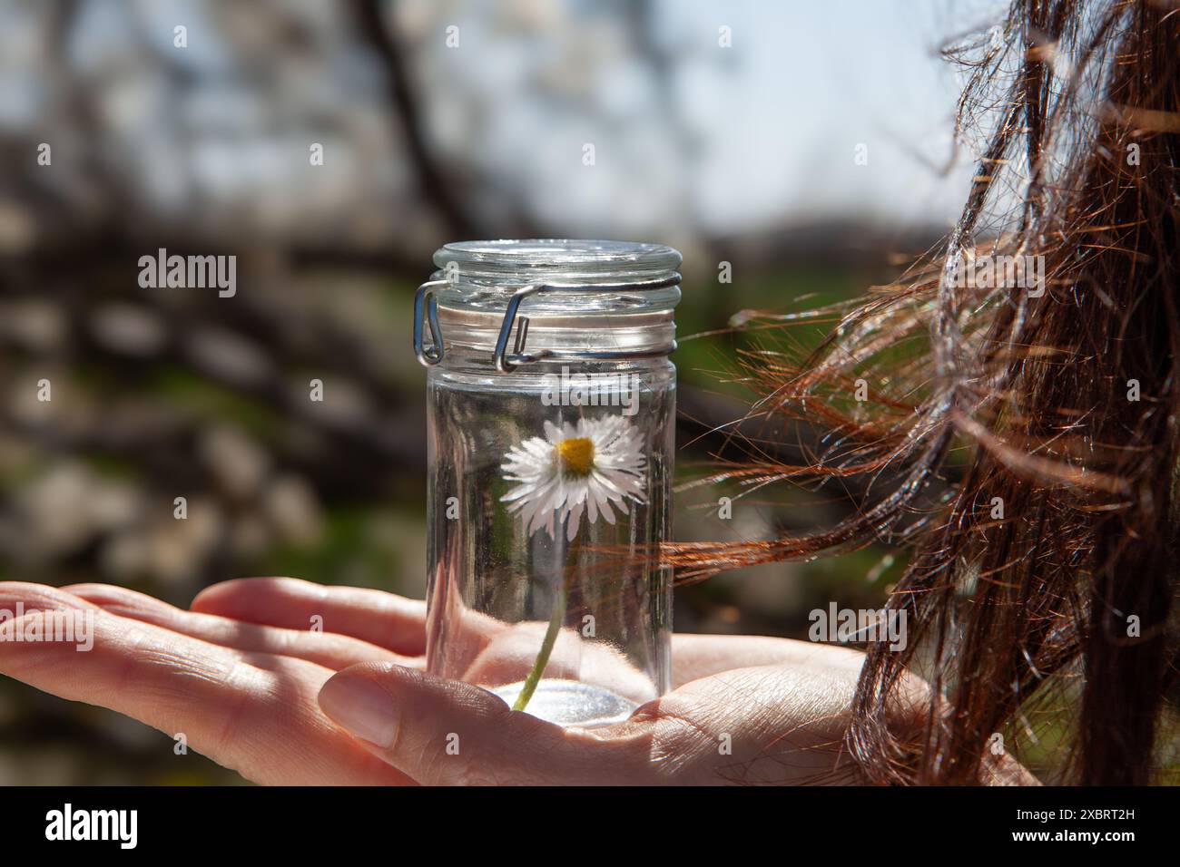 Bocal en verre avec une seule fleur de Marguerite. Concept à base de plantes Banque D'Images