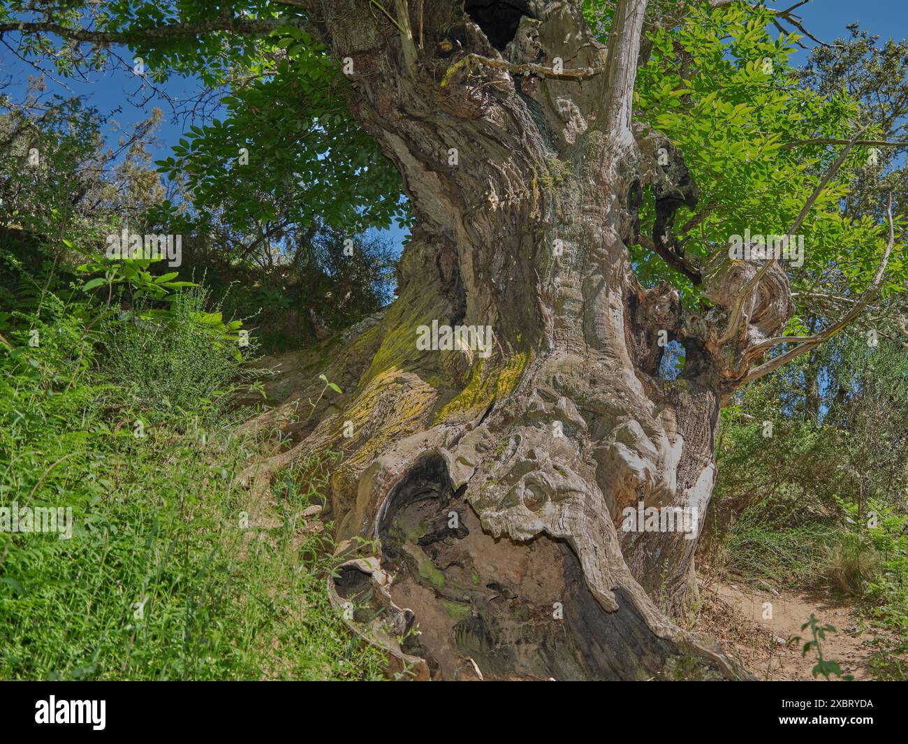 Châtaigne douce (Castanea sativa) écorce d'arbre brun macro gros plan texture parfois connu sous le nom de châtaigne espagnole, image photo stock Banque D'Images