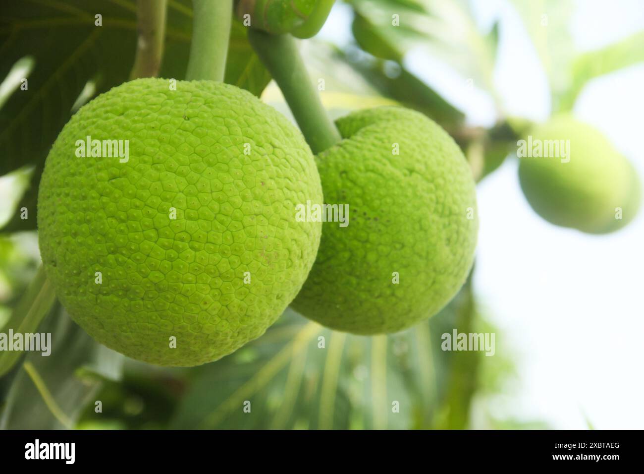 Fruit à pain vert frais encore sur l'arbre Banque D'Images